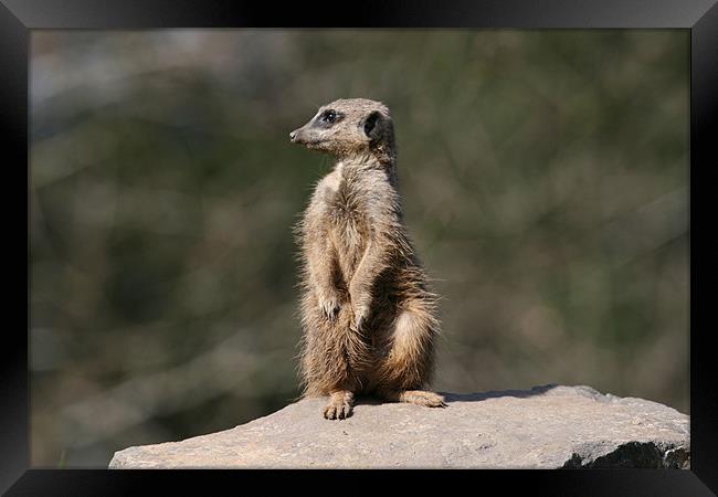 Meerkat Framed Print by Ruth Hallam