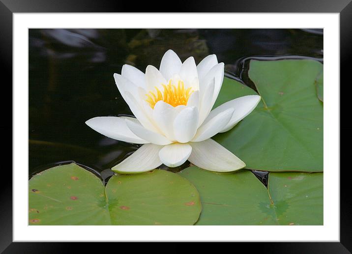 White water lily Framed Mounted Print by Ruth Hallam