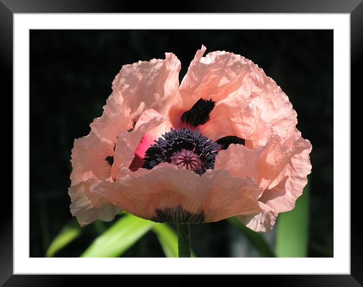 Pink Poppy Framed Mounted Print by Ruth Hallam