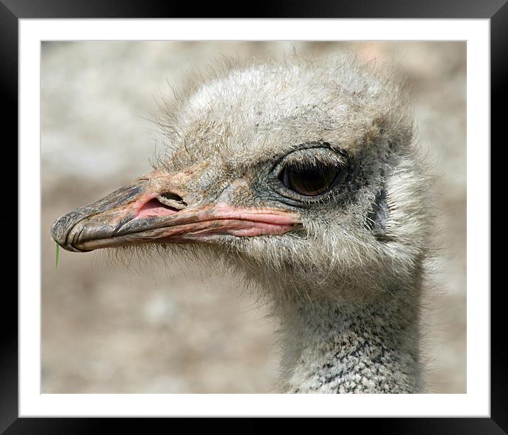 Ostrich head Framed Mounted Print by Ruth Hallam