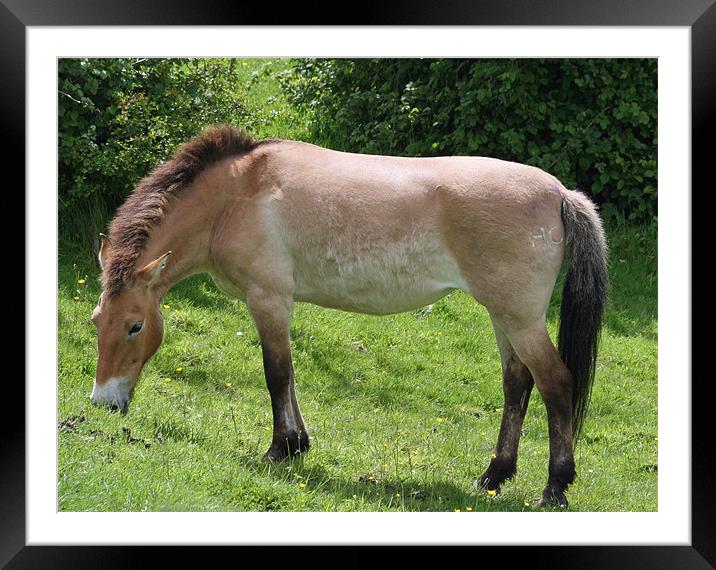 Przewalski Horse Framed Mounted Print by Ruth Hallam