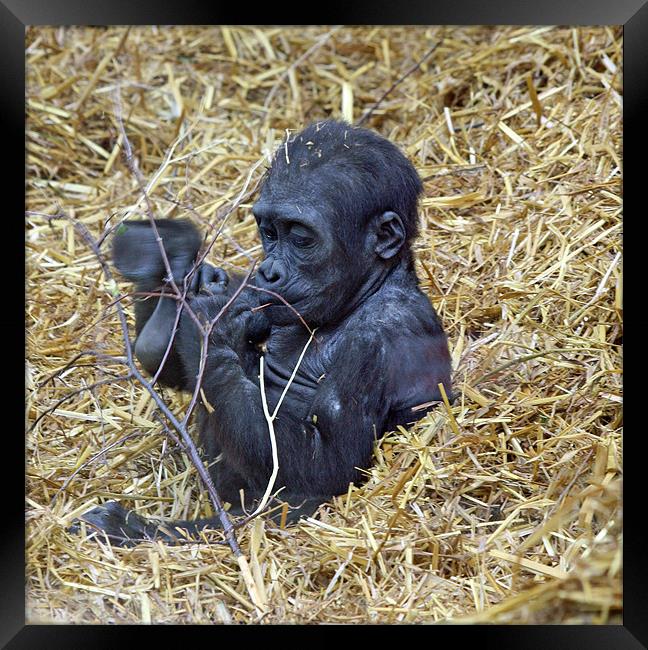 Baby Gorilla Framed Print by Ruth Hallam
