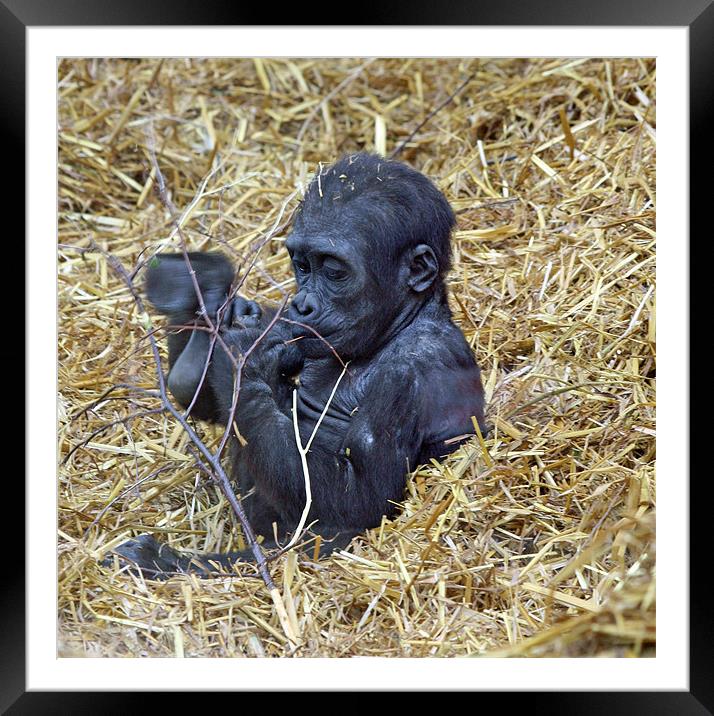 Baby Gorilla Framed Mounted Print by Ruth Hallam