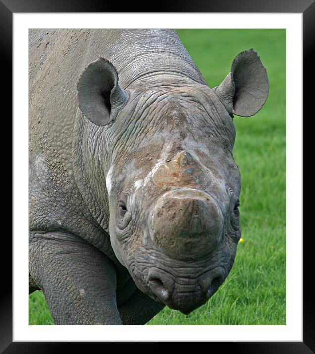 Rhinocerous 18 Framed Mounted Print by Ruth Hallam