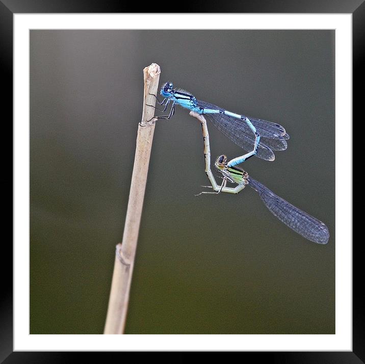 Common Blue Damselfly Framed Mounted Print by Ruth Hallam