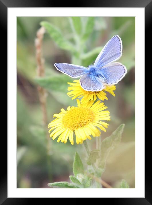 Common Blue Butterfly 2 Framed Mounted Print by Ruth Hallam