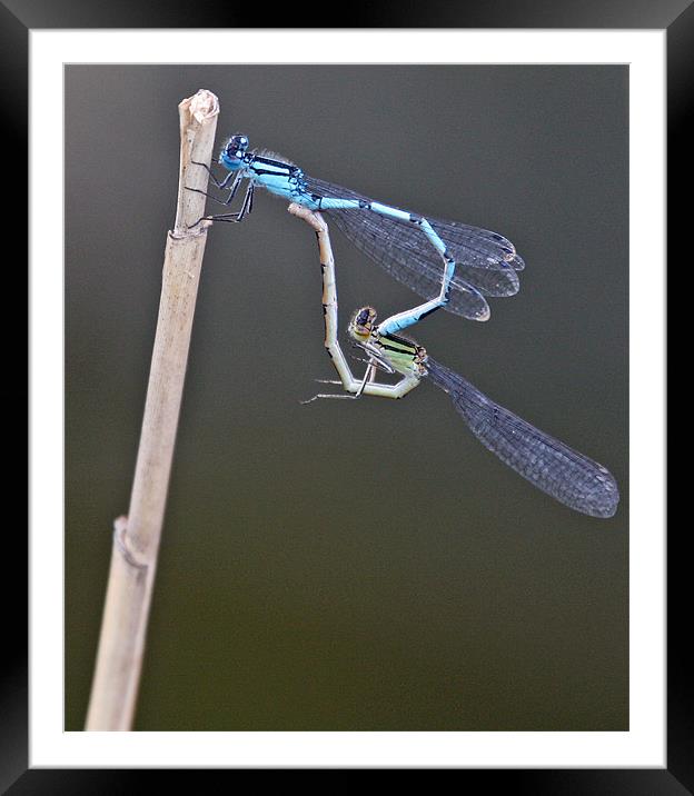Common Blue Damselfly Framed Mounted Print by Ruth Hallam