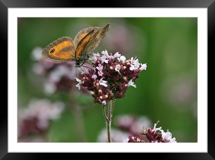Gatekeeper butterfly 3 Framed Mounted Print by Ruth Hallam