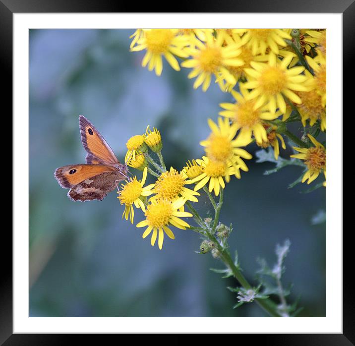 Gatekeeper butterfly 6 Framed Mounted Print by Ruth Hallam