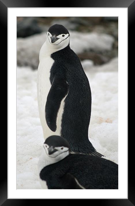 Chinstrap penguins Framed Mounted Print by Ruth Hallam