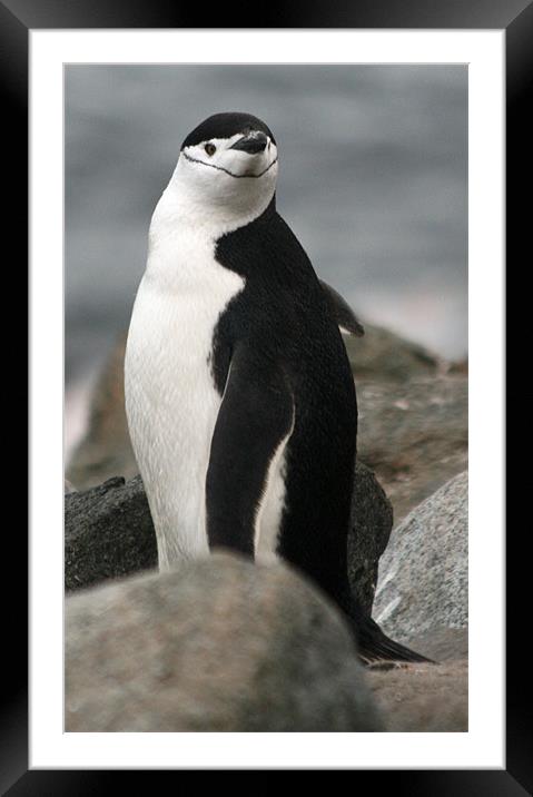 Chinstrap penguin Framed Mounted Print by Ruth Hallam
