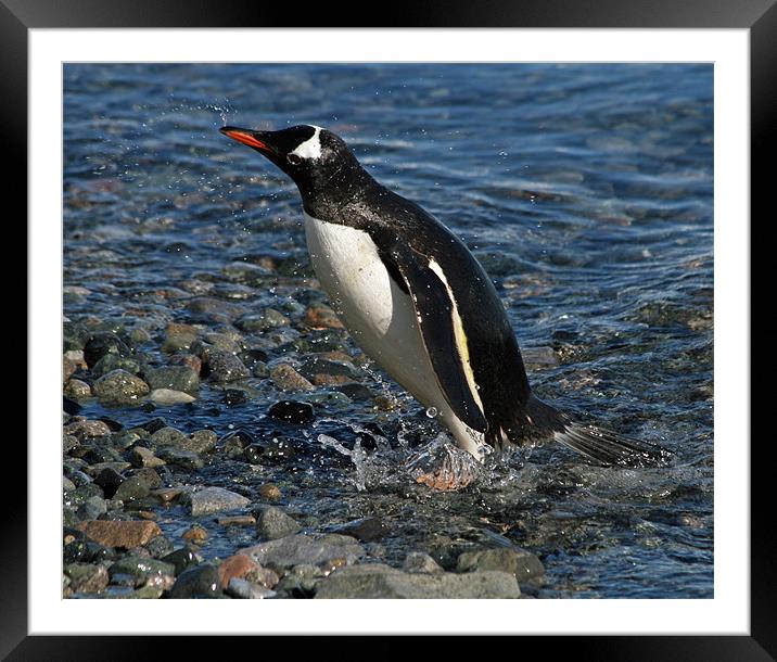 Gentoo penguin washing Framed Mounted Print by Ruth Hallam
