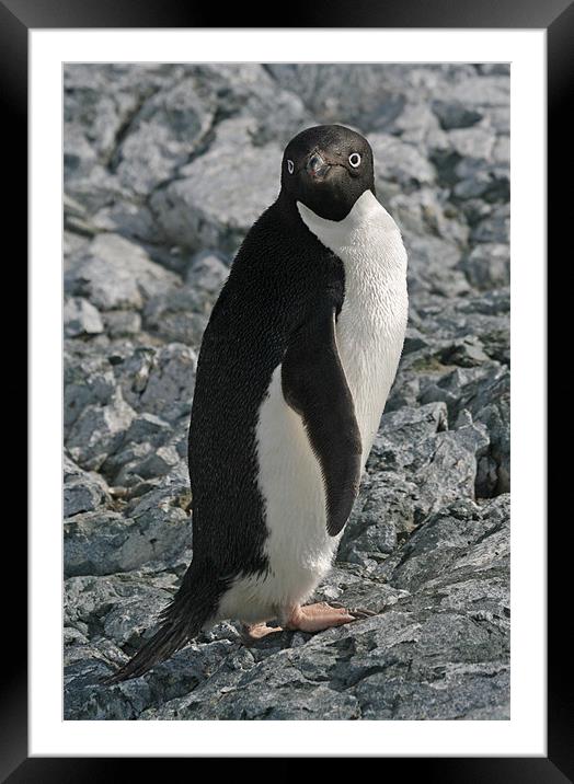 Adelie Penguin 4 Framed Mounted Print by Ruth Hallam