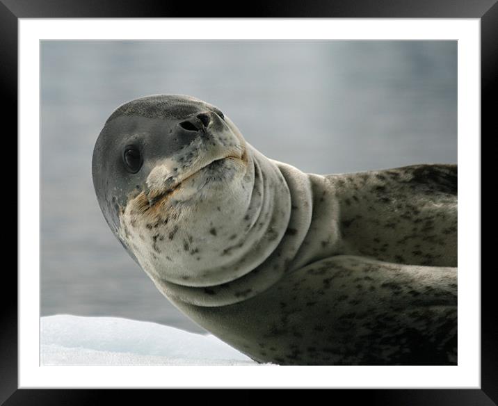Leopard Seal Framed Mounted Print by Ruth Hallam
