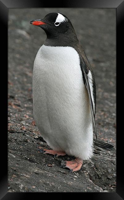Gentoo penguin 3 Framed Print by Ruth Hallam