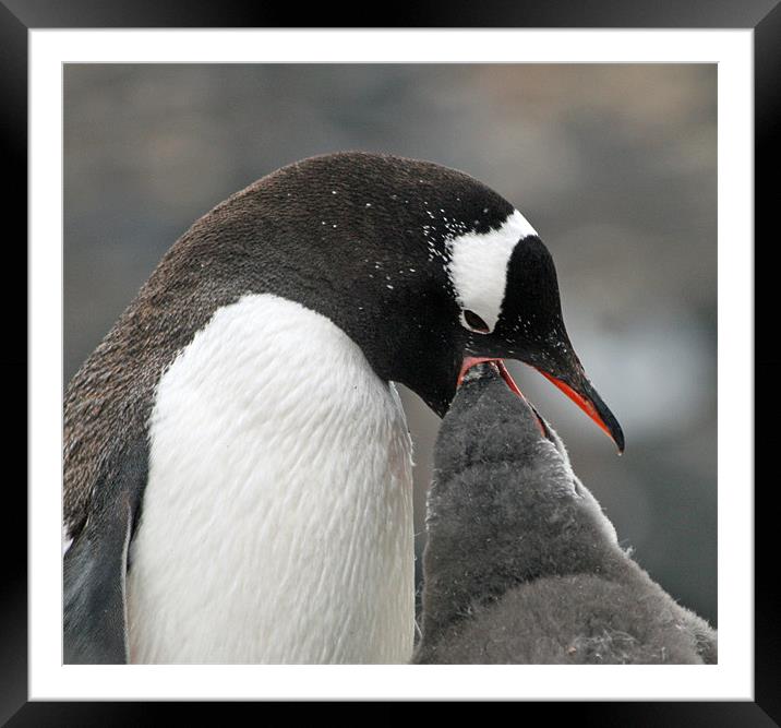 Gentoo penguin 5 Framed Mounted Print by Ruth Hallam