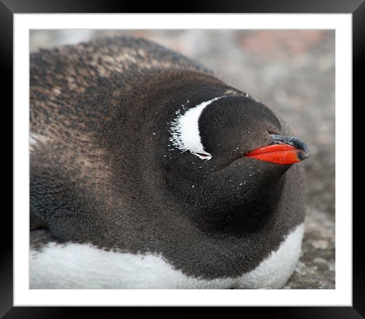 Gentoo penguin 7 Framed Mounted Print by Ruth Hallam