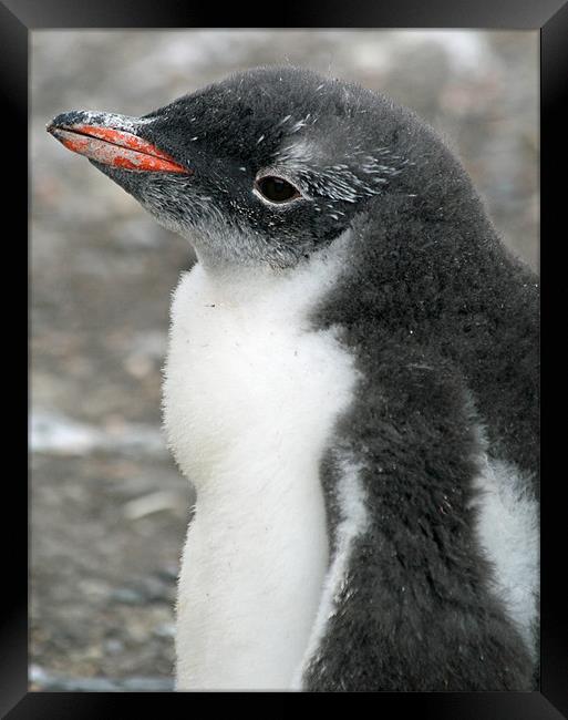Gentoo penguin chick 10 Framed Print by Ruth Hallam
