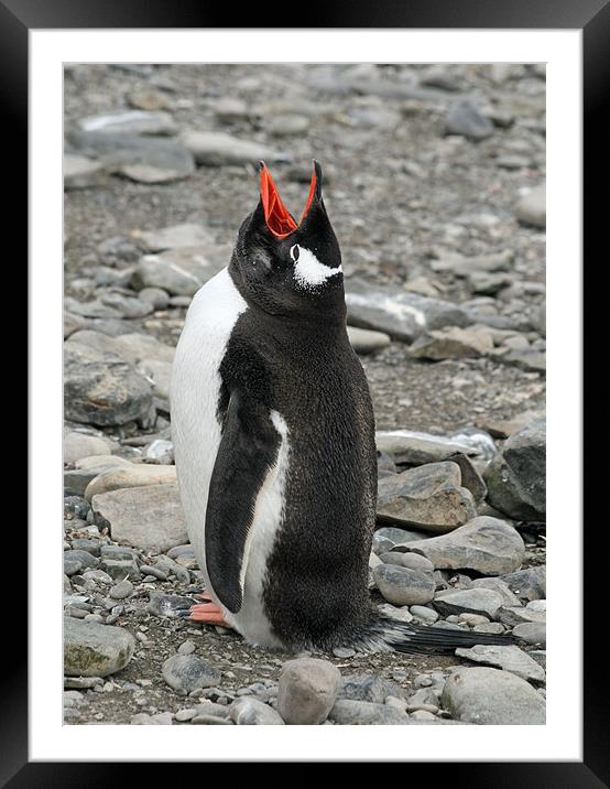Gentoo penguin 18 Framed Mounted Print by Ruth Hallam