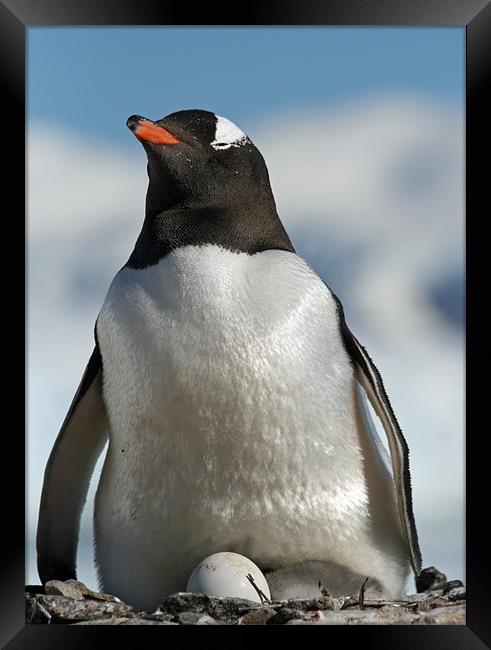 Gentoo penguin 34 Framed Print by Ruth Hallam