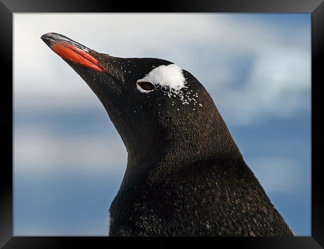 Gentoo penguin 39 Framed Print by Ruth Hallam