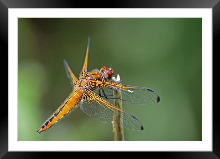 Scarce Chaser Dragonfly 3 Framed Mounted Print by Ruth Hallam