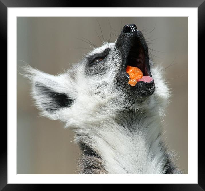 Ring-tailed Lemur 5 Framed Mounted Print by Ruth Hallam