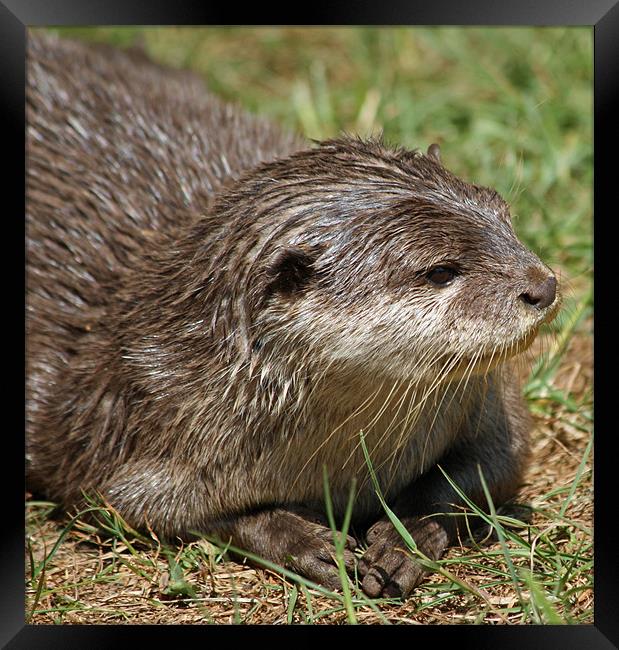 Small-clawed Otter 10 Framed Print by Ruth Hallam