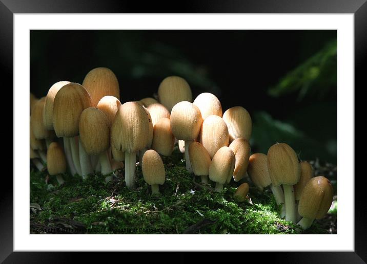 Fungi Glistening Inkcap Framed Mounted Print by Ruth Hallam