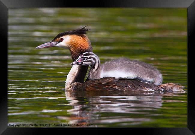 Great Crested Grebe Framed Print by Ruth Hallam