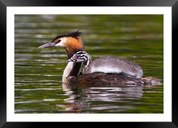 Great Crested Grebe Framed Mounted Print by Ruth Hallam