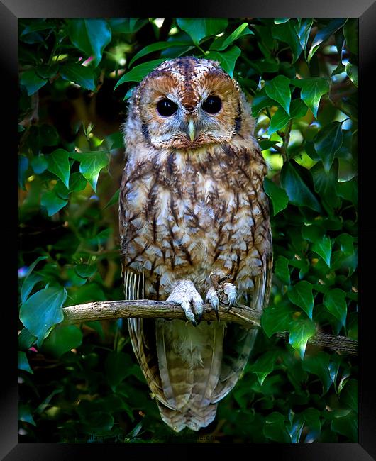 Tawny Owl Framed Print by Ruth Hallam