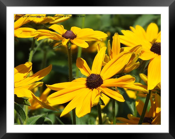 flower/yellow Framed Mounted Print by vasanth sella