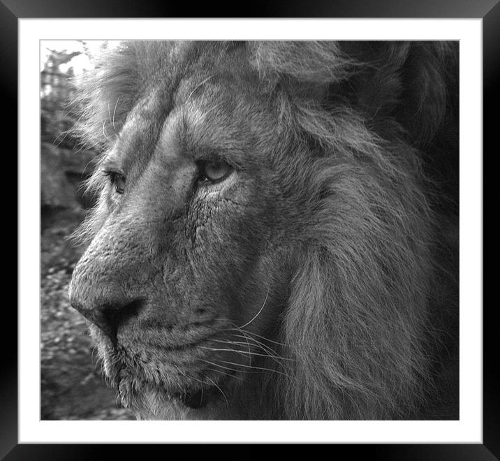 Lion Framed Mounted Print by Paul Hutchings 