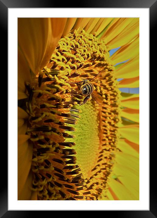 Yellow Sunflower Framed Mounted Print by Paul Hutchings 