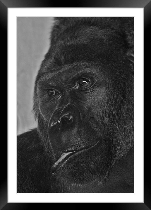 Silverback Gorilla Framed Mounted Print by Paul Hutchings 