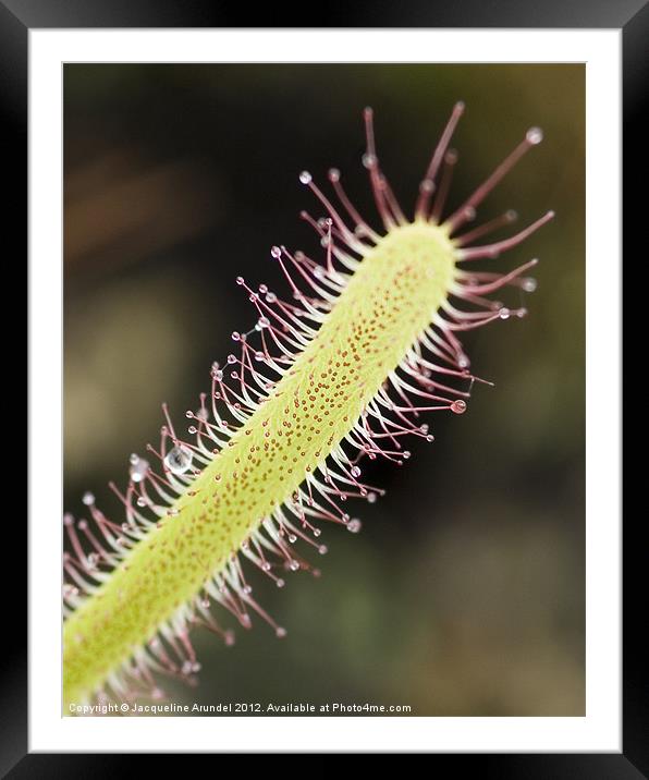 Carnivorous Plant: Portuguese Sundew Framed Mounted Print by Jacqueline Love