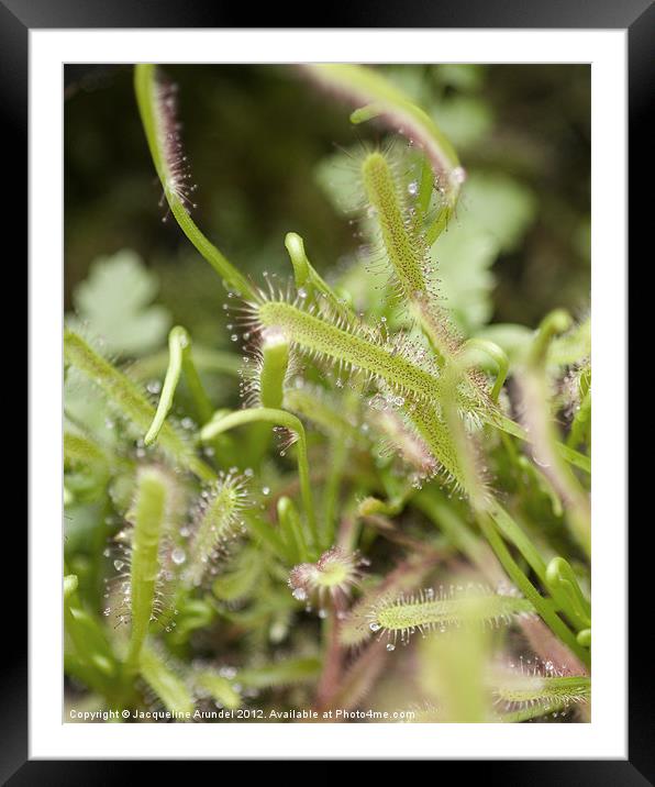 Portuguese Sundew or Dewy Pine Framed Mounted Print by Jacqueline Love