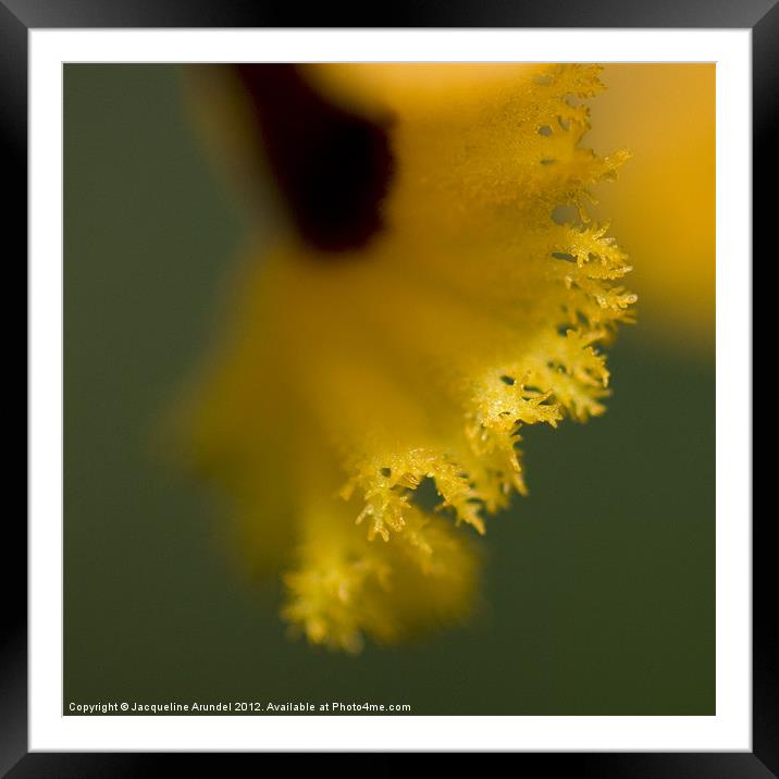 Abstract of Lace, Yellow, Orange, Flower Petal Framed Mounted Print by Jacqueline Love
