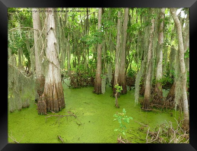 swamp land Framed Print by dale rys (LP)