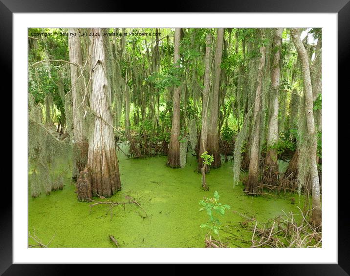 swamp land Framed Mounted Print by dale rys (LP)