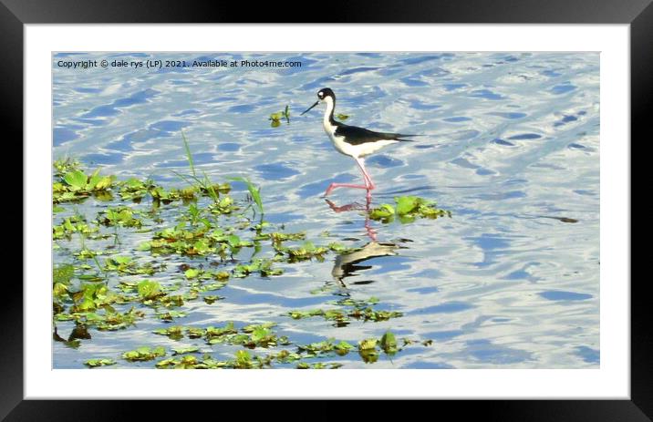 Black-necked Stilt Framed Mounted Print by dale rys (LP)