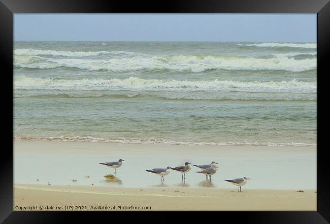 daytona beach seagulls Framed Print by dale rys (LP)