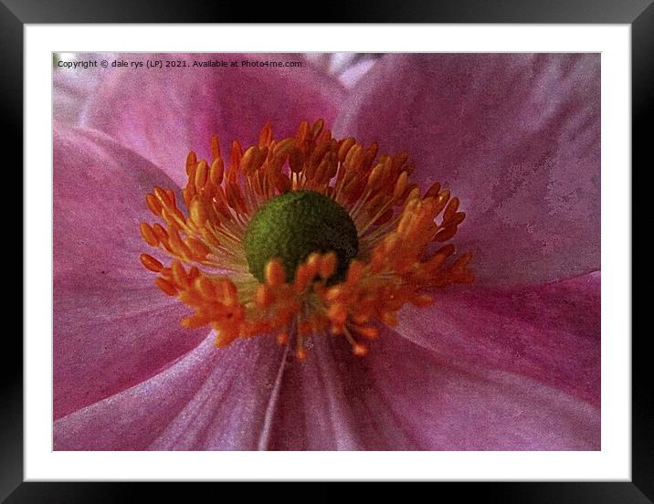 pink flora closeup Framed Mounted Print by dale rys (LP)