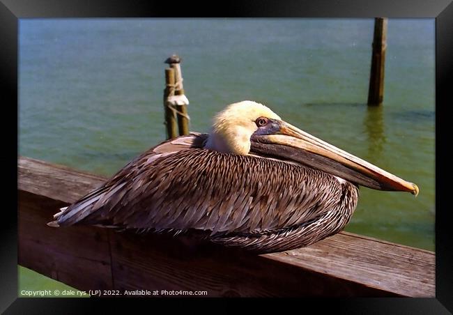 pelican rest time Framed Print by dale rys (LP)