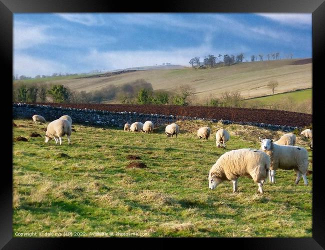 sheep farming east linton Framed Print by dale rys (LP)