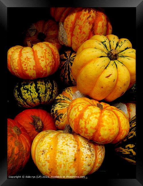 pumpkins Framed Print by dale rys (LP)