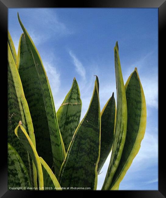 Plant leaves Plant leaves mother-in-laws tongue Framed Print by dale rys (LP)
