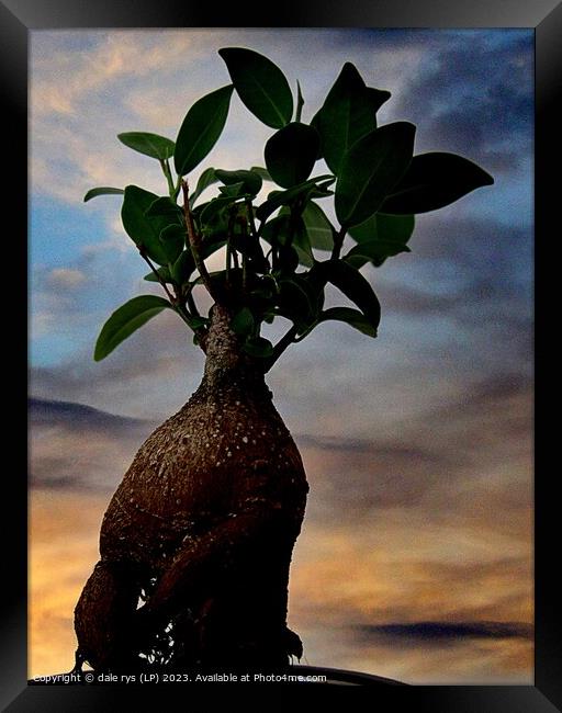 Delicate Elegance in Still Life Bonsai tree Framed Print by dale rys (LP)