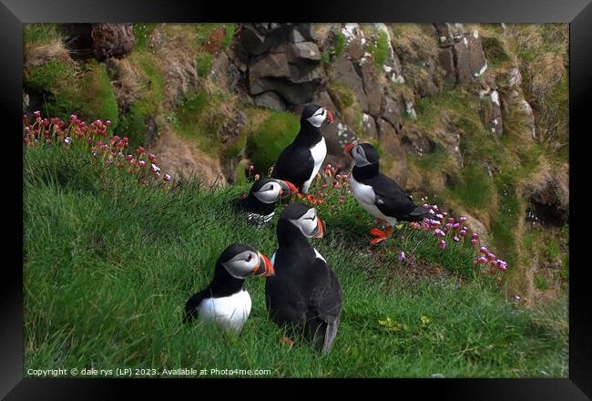 PUFFINS Framed Print by dale rys (LP)